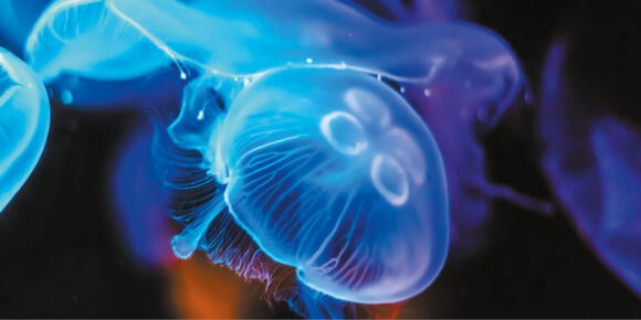 Oceanographic Museum