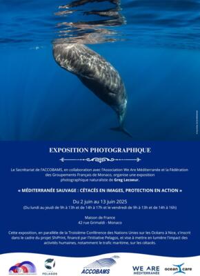 Méditerranée Sauvage : Cétacés en images, protection en action